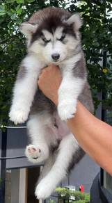 SIBERIAN HUSKY PUPPIES SB36 🌻 Fluffy Coat