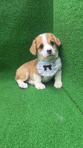 Pure Breed Corgi Puppy (Male2) 纯种柯基 男生2号
