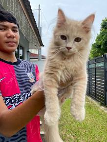 american curl pearl white