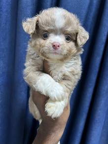 chihuahua5