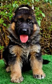 GERMAN SHEPHERD PUPPIES GSD254 🐻 Good structure