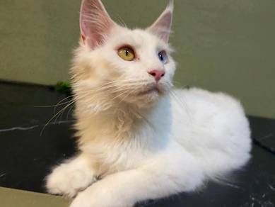 Mainecoon Pure