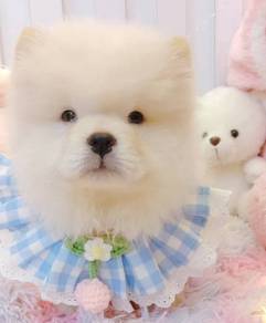 Chow Chow