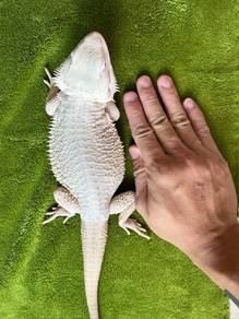 Hypo Zero Bearded Dragon 