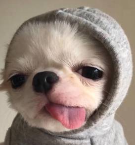 Chihuahua