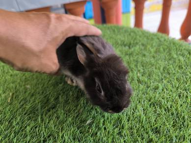 arnab rabbit  mixx 