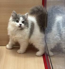 Non standard munchkin for sale