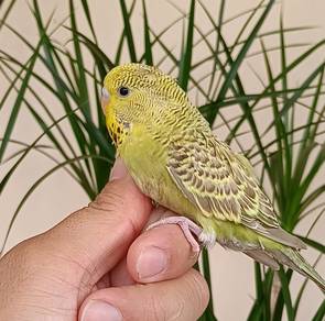 Budgie