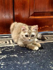 british short hair golden