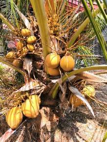Benih kelapa sgg /kelapa TUA sggmerah