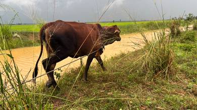 lembu