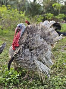 Ayam belanda b. slate