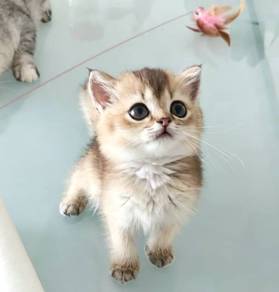BSH kitten British short hair kitten munchkin