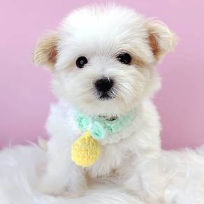 Bichon