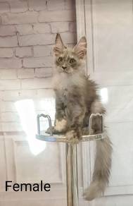 Silver Maine Coon