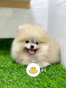 GGT_UY92 PRETTY Pomeranian super thick haired