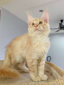 Cameo Maine Coon