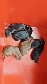DOBERMAN puppies for sale
