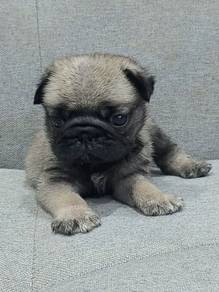 PUG PUPPIES 626 🌻 Chubby Pug Male