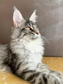 mainecoon