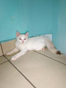 kucing 