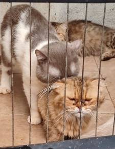 Bsh dan Munchkin
