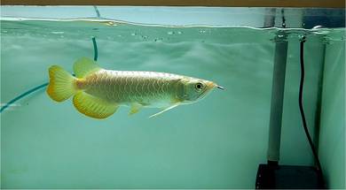 Arowana Golden Crossback 8inchi