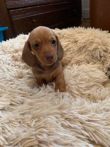 Innocent Dachshund cuddles,playful puppy Puppy