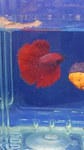 Super Red Betta Fish Ikan Laga Halfmoon 