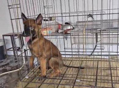Belgian shepherd Malinois Male