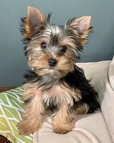 Captivating Silkese Long Hair Small Puppy Puppy