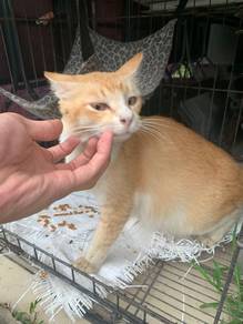 kucing untuk di adopt