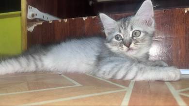 Silver Boy Kitten