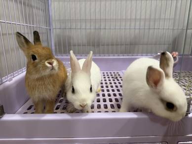 Netherland Dwarf Rabbit