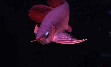 super red 8 inch -wholesale price