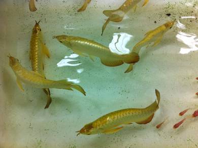 Golden crossback 6 inch -wholesale price