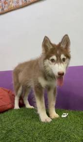 Husky male copper color