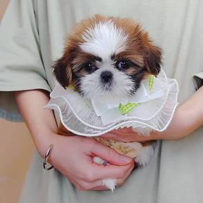 Shih Tzu