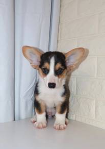 J0590 Corgi Sweet Happy Little Companion Puppy