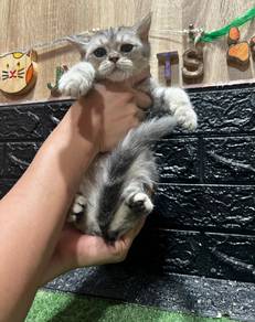 BSH Silver Marble 