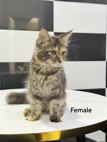 Mainecoon