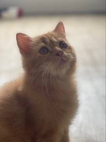 Persian oyen