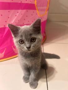 BSH KiTTEN