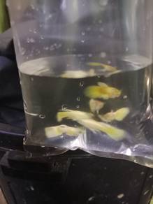 Ikan guppy gold
