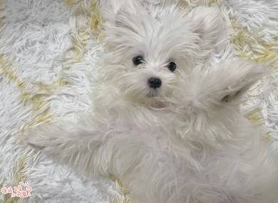 Maltese