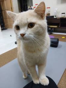 cat british short hair mix a lot