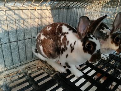 Arnab Mini Rex pure breed 