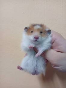 hamster syrian 