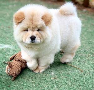 TPEE-1144 Chow Chow pretty cute puppies dogs