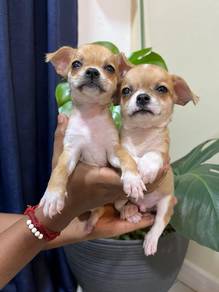 Chihuahua 